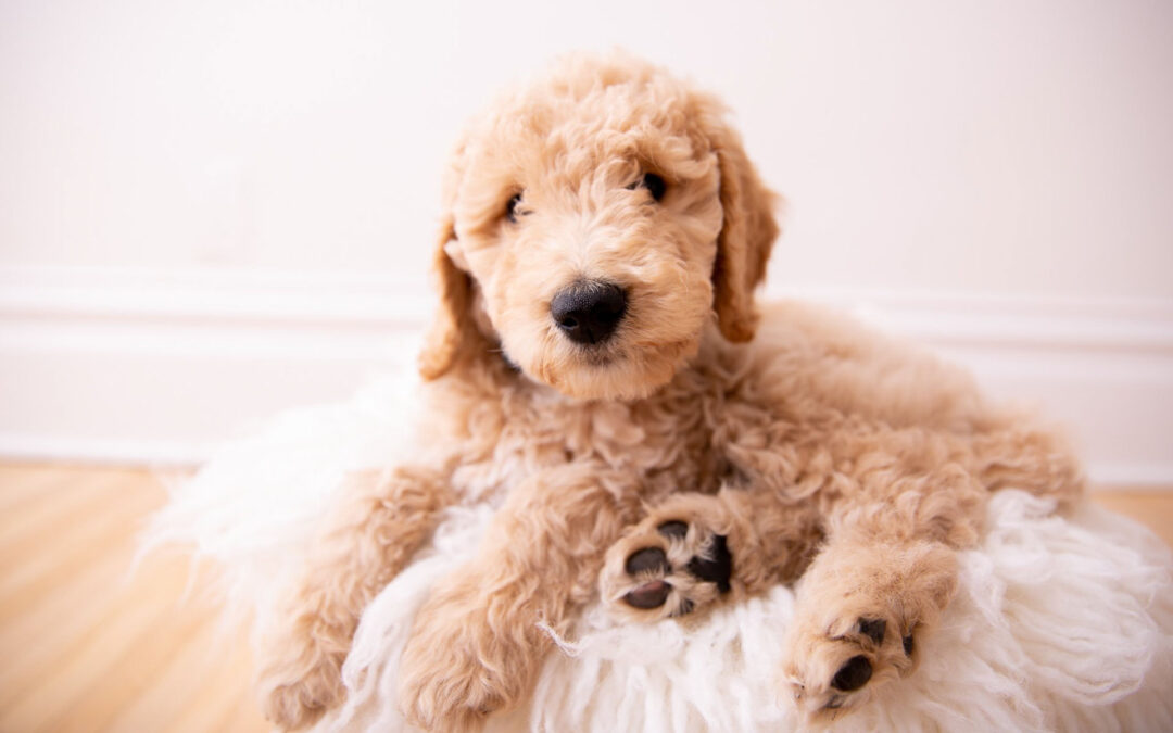 Dogs are Welcome at Jessica Strobel Photography! | Furry Family Photos